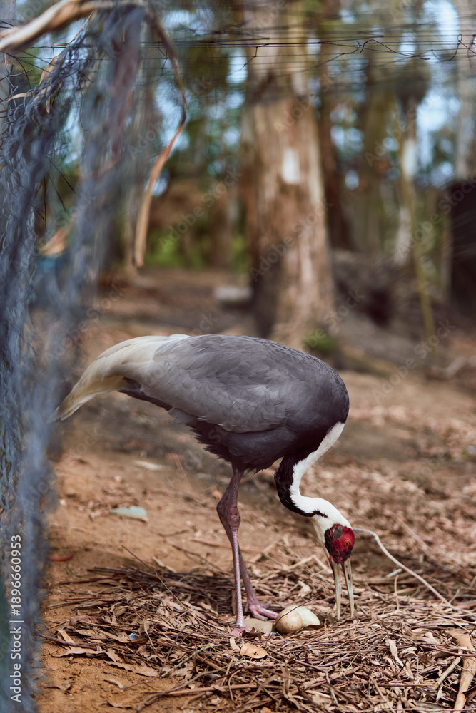 Fototapeta premium Crane bird egg nest forest ground beak legs, adult crane tending a single egg on woodland floor in a closeup wildlife scene showing plumage detail and natural nesting behavior.