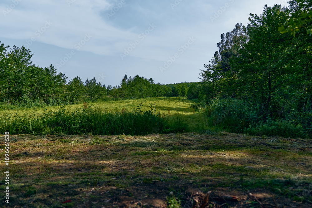 Fototapeta premium Meadow field grass trees landscape nature: sunlit grassy clearing with mixed trees and open meadow under blue sky, rural pasture and green vegetation in a peaceful countryside scene.