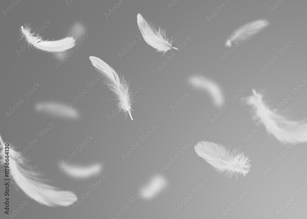 Fototapeta premium White fluffy feathers flying in air against grey background