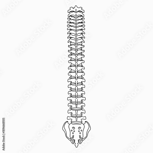 Human Spine Anatomy - Vertebral Column Outline
