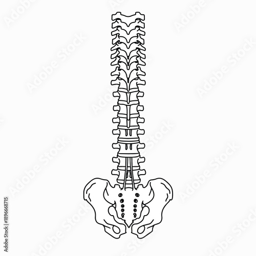 Human Spine And Pelvis - Line Drawing