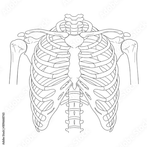 Anterior View of Human Rib Cage Anatomy Outline