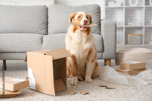 Naughty dog with torn parce...