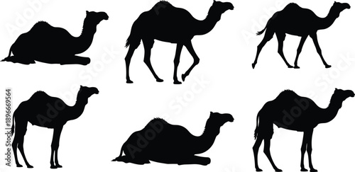 Detailed black vector silhouettes of camels in multiple poses, including standing, walking, and resting positions, ideal for desert-themed designs, educational materials