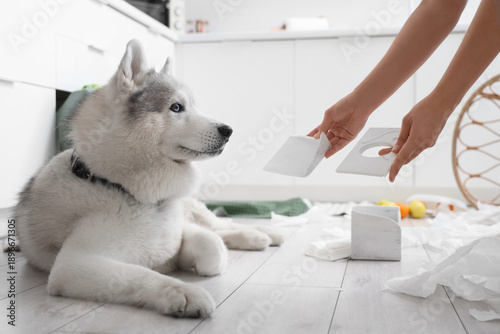 Φωτογραφία Female hands scolding dog for mess in kitchen