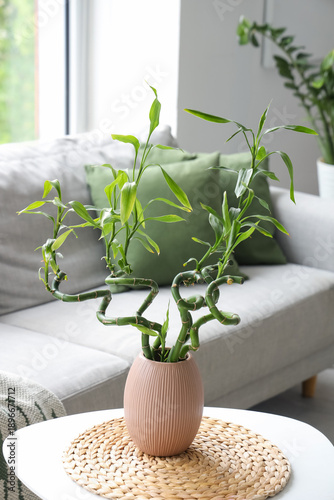 Vase with bamboo stems and ...