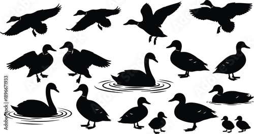 Duck and swan waterfowl silhouettes collection featuring flying, swimming, standing birds isolated black vector wildlife nature icon set