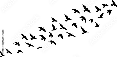 Silhouette flock of birds flying in formation across white background, symbolizing freedom, migration, unity, teamwork, nature movement, minimal wildlife illustration concept
