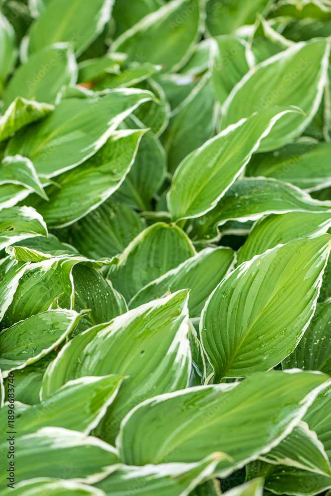 Obraz premium Green hosta leaves with white edges and water drops in garden