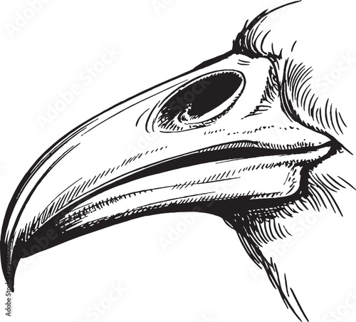 sketch of a bird beak