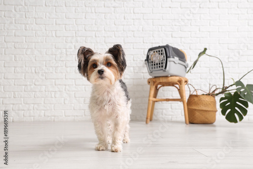 Cute Biewer Terrier dog wit...