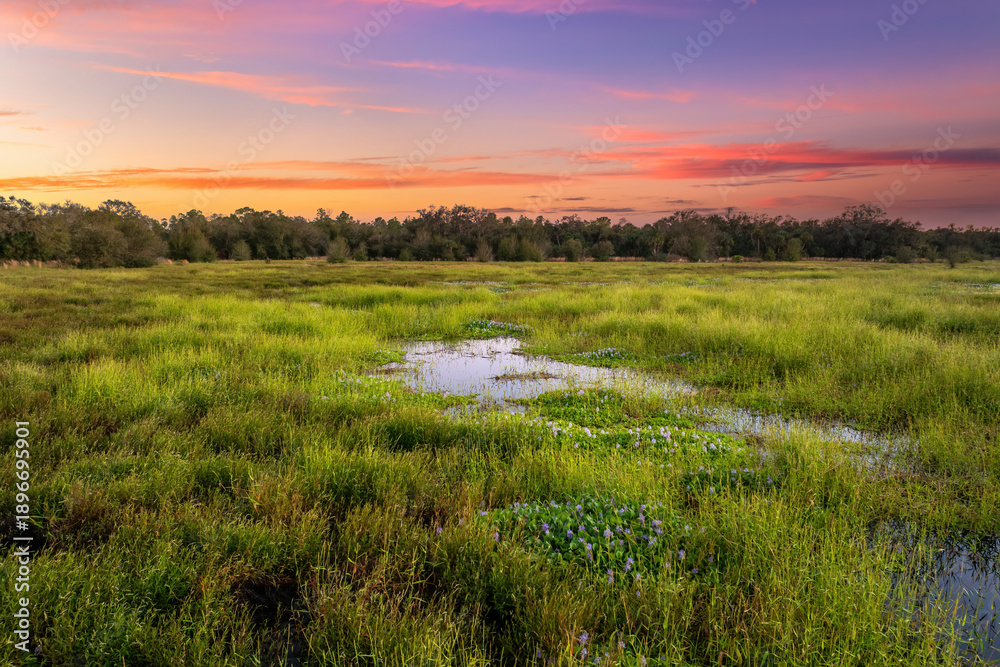 Obraz premium Florida subtropical swamp with wild vegetation in southern USA
