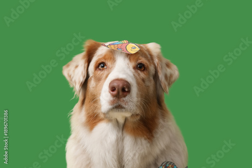 Cute Australian Shepherd do...