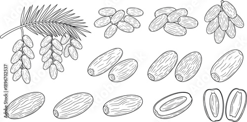 Hand Drawn Dates Fruit Collection with Palm Leaf Whole and Sliced Dates Vintage Botanical Engraving Line Art Vector Illustration