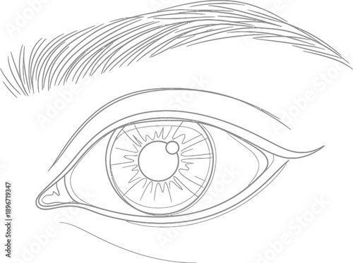 Detailed Hand-Drawn Human Eye Illustration with Eyelashes and Eyebrow for Medical or Artistic Reference