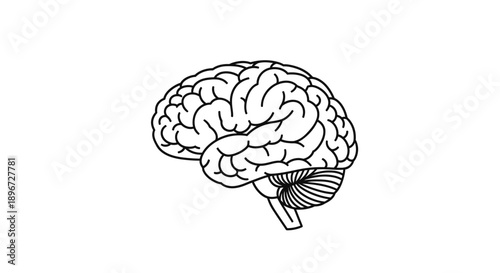 Detailed line art rendering of human brain, showcasing intricate anatomical structure on isolated white background.