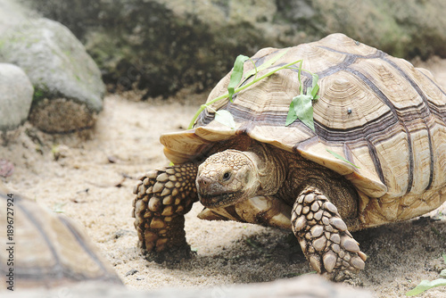 African sulcata tortoise playing while basking in the sun