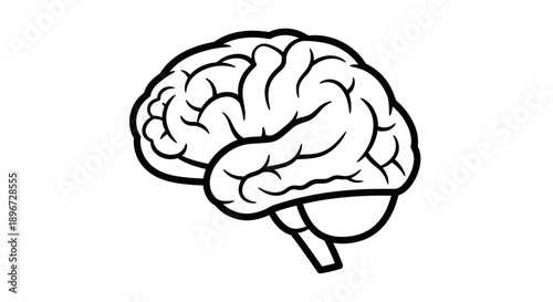 Detailed outline of a human brain, central nervous system, isolated white background