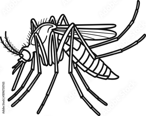 Mosquito detailed line art vector illustration showing realistic insect anatomy, black and white outline bug drawing for medical, biology and pest control design