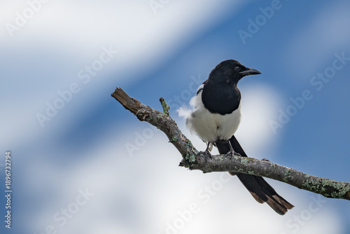 Black-Billed Magpie Strikes a Pose on a Cloudy Day