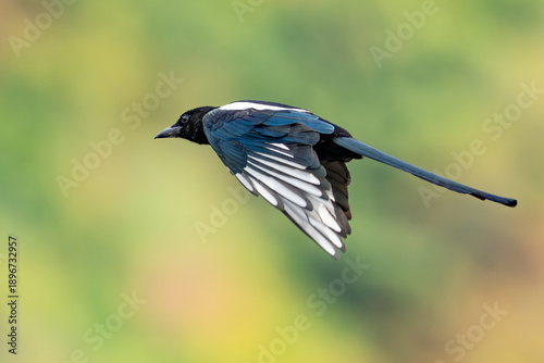 Black-Billed Magpie Strikes a Pose in Flight on a Cloudy Day