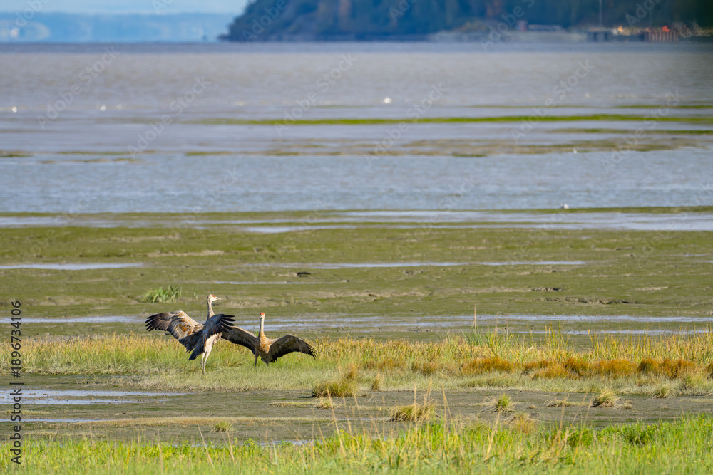 Fototapeta premium Sandhill Cranes Dance at Anchorage Alaska Park