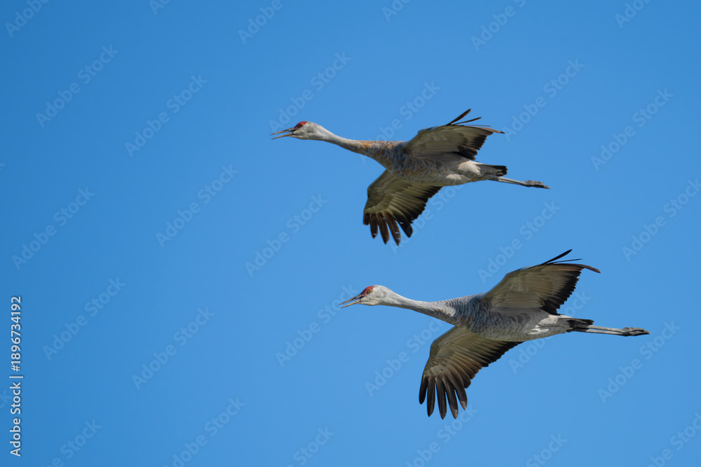 Obraz premium Sandhill Cranes Fly Over Anchorage Alaska Park
