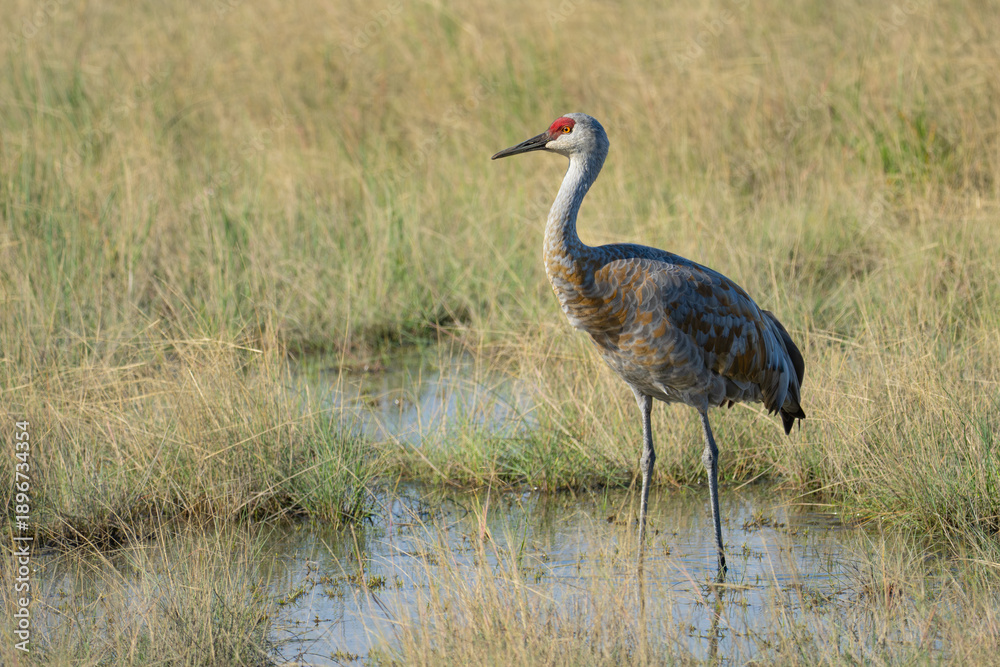 Obraz premium Sandhill Crane Walks Through Tidal Wetlands