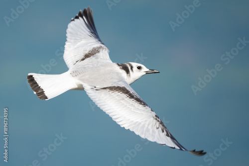 Immature Black-Legged Kittiwake in Flight with Mountain Backdrop  in Alaska