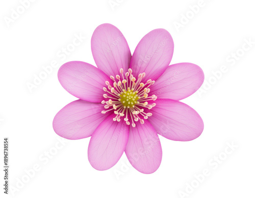 Pink Hepatica Nobilis Flower Isolated on Gray Background, Macro Top View of Spring Liverleaf