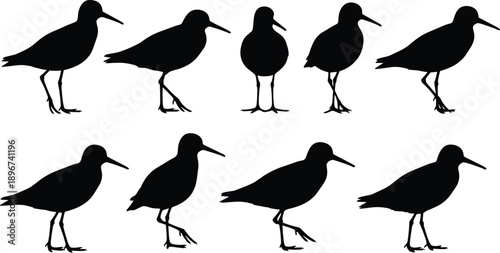 Set of shorebird silhouettes in different walking and standing poses, wading bird wildlife collection isolated on white background for nature design