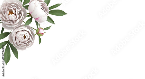 White Peonies and a Bud with Green Leaves