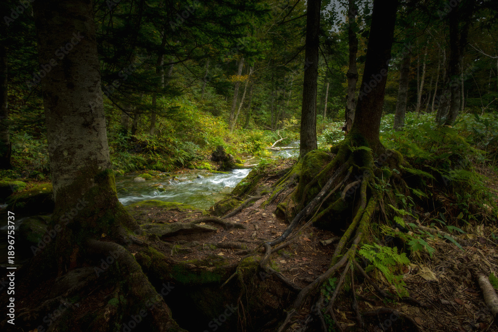Obraz premium Shirogane Falls Trail in Hokkaido, Japan