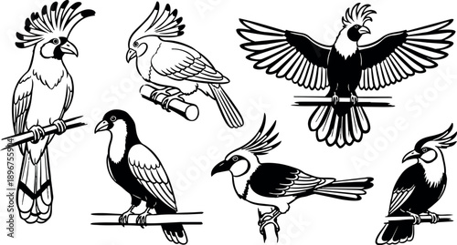 Black and white line art cockatoo birds perched and flying with detailed feathers and crests in ink illustration style