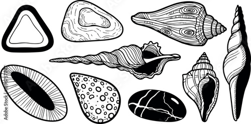 Black and white line art collection of various seashells and stones isolated on white background detailed tattoo flash style illustration