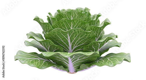 Fresh Green Cabbage on a White Background