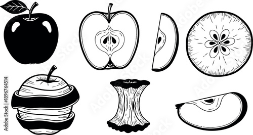 Black and white line art illustration showing whole apple, half apple, apple slice, apple core, and apple cross section in detailed botanical style