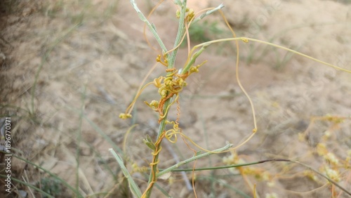 Foto dodder (Cuscuta) wild parasitic plant, parasitic plant belonging to the genus Cu