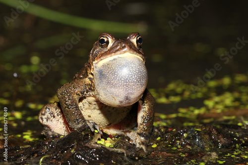 Quadro em tela Male American Toad (Anaxyrus americanus) facing towards the viewer with his vocal sac inflated as he trills to attract a female