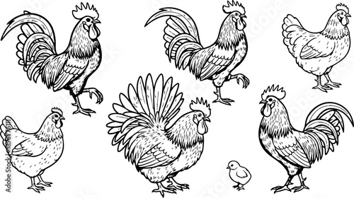 Detailed black and white line art of roosters hens and chick farm birds isolated on white background
