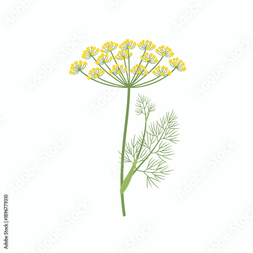 Stylized illustration of a dill plant with yellow umbel flower and feathery green leaves