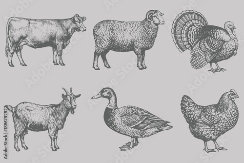 Vintage different animals set vector illustration. Hand drawing and engraving style Turkey, Chicken, Duck, Goat, Cow, Sheep. Eps 10