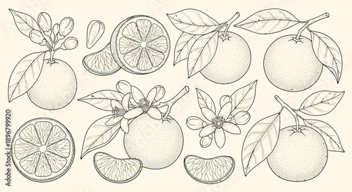 orange botanical illustration set with fresh fruit cut slices and blossoms ideal for natural food packaging spring themes.