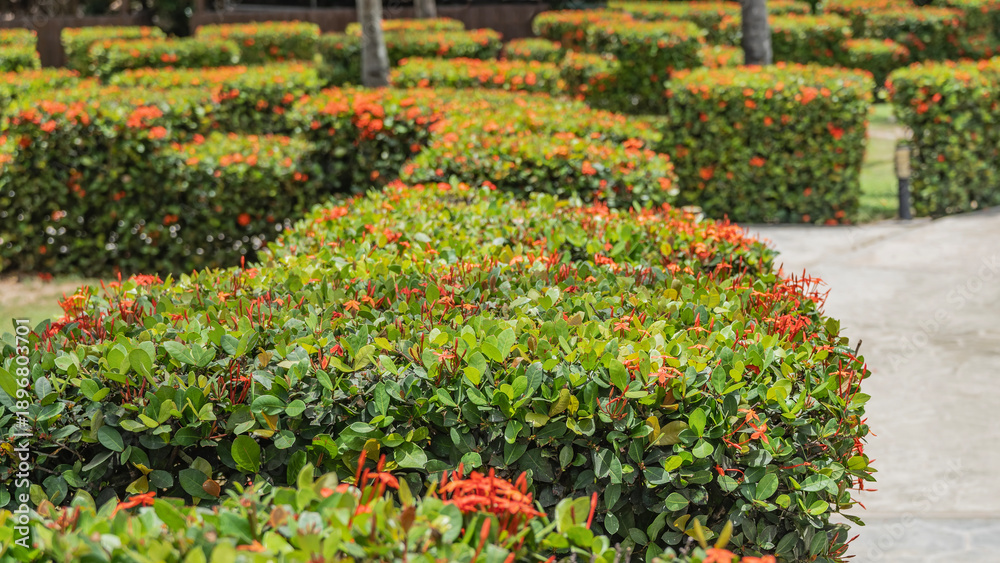 Obraz premium Decorative hedge. Trimmed bushes with bright orange flowers and green leaves. A tropical park. Cuba. Varadero.