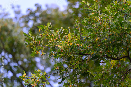 Photos The Natural Beauty of Oak Tree Leaves and Acorns Found in the Great Outdoors of