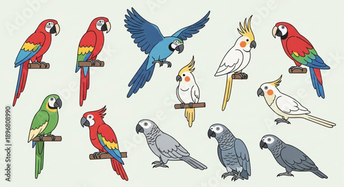 Collection of colorful parrots and cockatoos in various poses.