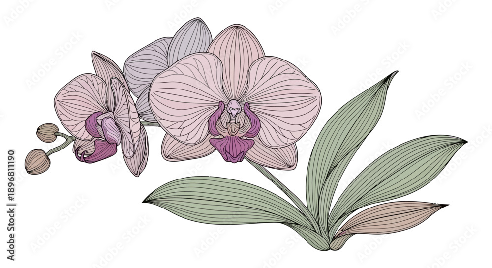 Fototapeta premium Elegant Hand Drawn Pink Orchid Flower Illustration with Green Leaves for Botanical Art and Floral Decorative Design Projects