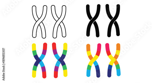 Scientific illustration of female human chromosomes XX shown in four different styles including outline, solid, and colorful.