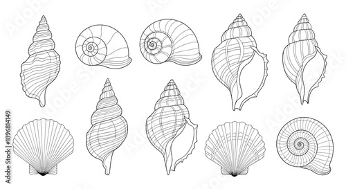 Comprehensive collection of hand-drawn seashells in various shapes and sizes including spiral, bivalve, and scallop designs.