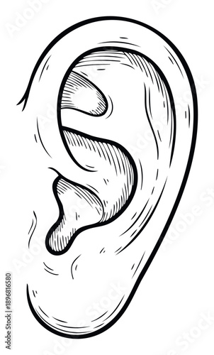 A detailed black and white illustration of the human ear showcasing its intricate anatomical structure ideal for medical education and hearing health awareness campaigns